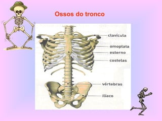 Ossos do tronco
 