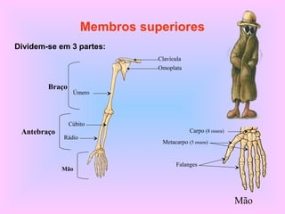Membros superiores
Dividem-se em 3 partes:
Clavícula
Omoplata
Úmero
Braço
Antebraço
Rádio
Cúbito
Mão
Carpo (8 ossos)
Falanges
Metacarpo (5 ossos)
Mão
 