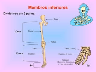 Membros inferiores
Dividem-se em 3 partes:
Ilíaco
FémurCoxa
Tíbia
PerónioPerna
Pé
Rótula
Pé
Metatarso (5 ossos)
Tarso (7 ossos)
Falanges
(2 ossos no dedo grande
e 3 nos outros dedos)
 