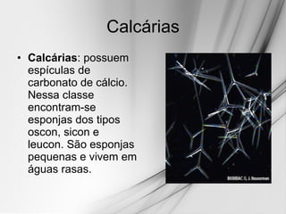 Calcárias Calcárias : possuem espículas de carbonato de cálcio. Nessa classe encontram-se esponjas dos tipos oscon, sicon e leucon. São esponjas pequenas e vivem em águas rasas.  