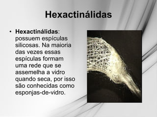 Hexactinálidas Hexactinálidas : possuem espículas silicosas. Na maioria das vezes essas espículas formam uma rede que se assemelha a vidro quando seca, por isso são conhecidas como esponjas-de-vidro.  