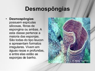 Desmospôngias Desmospôngias : possuem espículas silicosas, fibras de espongina ou ambas. A esta classe pertence a maioria das esponjas. São todas do tipo leucon e apresentam formatos irregulares. Vivem em águas rasas e profundas, e entre elas estão as esponjas de banho.  