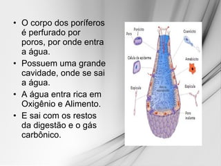 O corpo dos poríferos é perfurado por poros, por onde entra a água.  Possuem uma grande cavidade, onde se sai a água. A água entra rica em Oxigênio e Alimento. E sai com os restos da digestão e o gás carbônico.  