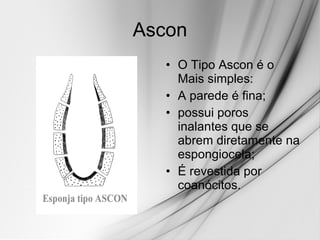 Ascon O Tipo Ascon é o Mais simples: A parede é fina; possui poros inalantes que se abrem diretamente na espongiocela; É revestida por coanócitos.  
