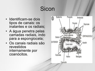 Sicon Identificam-se dois tipos de canais: os inalantes e os radiais; A água penetra pelas camadas radiais, indo para a espongiocela; Os canais radiais são revestidos internamente por coanócitos.  