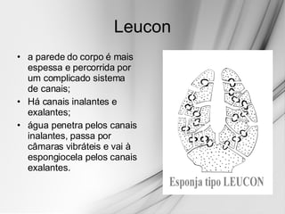 Leucon a parede do corpo é mais espessa e percorrida por um complicado sistema de canais; Há canais inalantes e exalantes; água penetra pelos canais inalantes, passa por câmaras vibráteis e vai à espongiocela pelos canais exalantes.  
