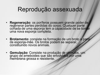 Reprodução assexuada Regeneração : os poríferos possuem grande poder de regenerar partes perdidas do corpo. Qualquer parte cortada de uma esponja tem a capacidade de se tornar uma nova esponja completa.  Brotamento : consiste na formação de um broto a partir da esponja-mãe. Os brotos podem se separar, constituindo novos animais. Gemulação : Consiste na produção de gêmulos, um grupo de ameboides que são envolvidos por uma membrana grossa e resistente.  