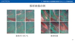 解析映像の例
24
食欲がいまいち 食欲旺盛
２．持続可能な水産養殖を実現するセンシング/解析技術
 