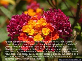 Apesar dos polinizadores se aproximarem das flores apenas para
retirar alimento e matéria prima para a fabricação de seus "produtos"
(assim como alguns líderes - que se aproximam do social para
alavancar o comercial), a riqueza "em mel e cera" que produzem para
eles mesmos, nada é em comparação com os serviços que prestam na
fecundação das flores, que espalham beleza e alegria, purificam o ar e
se transformam em frutos, os quais, todos nós Seres Humanos
podemos colher, comer e replantar. http://www.fotos-bilder.biz
 