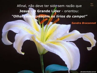 Afinal, não deve ter sido sem razão que
Jesus - O Grande Líder - orientou:
"Olhai como crescem os lírios do campo!”
Sandra Braconnot
ultradownloads.com.br
 