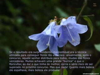 Se o resultado era surpreendente, inacreditável era a técnica
utilizada para conseguir flores tão especiais: anualmente, após o
concurso, aquele senhor distribuía para todos, mudas das flores
vencedoras. Muitos achavam uma grande "burrice" e que o
floricultor, ao dar o que tinha de melhor, corria o sério risco de ser
superado no próximo concurso. Mas que nada! Quanto mais beleza
ele espalhava, mais beleza ele produzia!
ultradownloads.com.br
 