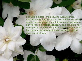 É muito simples, meu jovem. Essa técnica
utilizada pela natureza há 120 milhões de anos,
desde que as plantas evoluíram e começaram a
dar flores, é a "polinização", que consiste no
transporte do pólen da parte masculina de uma
flor para a parte feminina de outra flor ou de
uma outra planta.
ultradownloads.com.br
 