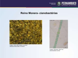 Reino Monera- cianobactérias
Imagem: Lairich Rig /Creative Commons
Attribution-Share Alike 2.0 Generic
Imagem: Patrioter6 / GNU Free
Documentation License
 