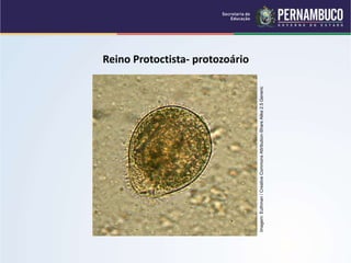 Reino Protoctista- protozoário
Imagem:
Euthman
/
Creative
Commons
Attribution-Share
Alike
2.5
Generic
 