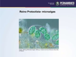 Reino Protoctista- microalgas
Imagem: NEON_ja/Wikimedia Imagem: NEON_ja / Creative Commons Attribution-Share Alike
2.5 Generic
 