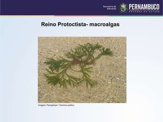 Reino Protoctista- macroalgas
Imagem: Flyingdream / Domínio público
 