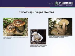 Reino Fungi- fungos diversos
Imagem: Dan Molter / Creative Commons Attribution-Share
Alike 3.0 Unported
Imagem: Alan Rockefeller / Creative Commons
Attribution-Share Alike 3.0 Unported
Imagem: Cas Liber / Creative Commons
Attribution-Share Alike 2.5 Generic
 