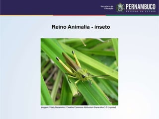 Reino Animalia - inseto
Imagem: Vitaliy Nazarenko / Creative Commons Attribution-Share Alike 3.0 Unported
 