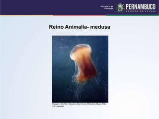 Reino Animalia- medusa
Imagem: Ole Kils / Creative Commons Attribution-Share Alike
3.0 Unported
 