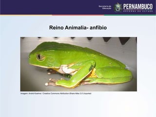 Reino Animalia- anfíbio
Imagem: André Koehne / Creative Commons Attribution-Share Alike 3.0 Unported
 