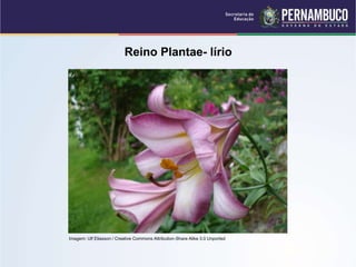 Reino Plantae- lírio
Imagem: Ulf Eliasson / Creative Commons Attribution-Share Alike 3.0 Unported
 