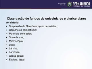 Observação de fungos de unicelulares e pluricelulares
A- Material
 Suspensão de Saccharomyces cerevisiae ;
 Cogumelos comestíveis;
 Materiais com bolor;
 Suco de uva;
 Microscópio;
 Lupa;
 Lâmina;
 Lamínula;
 Conta-gotas;
 Estilete, água.
 