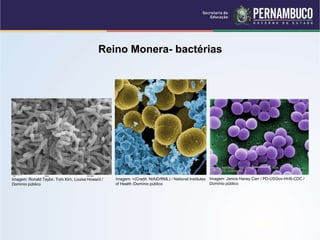 Reino Monera- bactérias
Imagem: =(Credit: NIAID/RML) / National Institutes
of Health /Domínio público
Imagem: Ronald Taylor, Tom Kirn, Louisa Howard /
Domínio público
Imagem: Janice Haney Carr / PD-USGov-HHS-CDC /
Domínio público
 