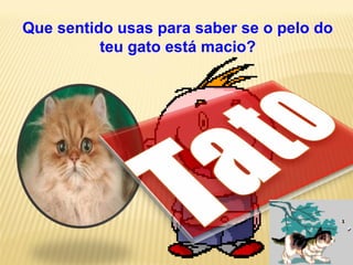 Que sentido usas para saber se o pelo do
teu gato está macio?
 