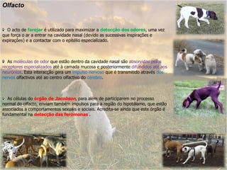 Olfacto


  O acto de farejar é utilizado para maximizar a detecção dos odores, uma vez
que força o ar a entrar na cavidade nasal (devido as sucessivas inspirações e
expirações) e a contactar com o epitélio especializado.



   As moléculas de odor que estão dentro da cavidade nasal são absorvidas pelos
receptores especializados até à camada mucosa e posteriormente difundidos até aos
neurónios. Esta interacção gera um impulso nervoso que é transmitido através dos
nervos olfactivos até ao centro olfactivo do cérebro.



   As células do órgão de Jacobson, para além de participarem no processo
normal do olfacto, enviam também impulsos para a região do hipotálamo, que estão
associados a comportamentos sexuais e sociais. Acredita-se ainda que este órgão é
fundamental na detecção das feromonas .
 
