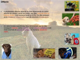 Olfacto



  A sensibilidade olfactiva depende da área desenvolvida do centro
  olfactivo do cérebro, sendo em média, nos cães, cerca de 10% do
  total do cérebro (nos humanos ronda os 0,3%). Os cães possuem
  ainda receptores infravermelhos que são sensíveis à temperatura.




  Em determinadas experiências, ficou demonstrado que os cães
  conseguem detectar certos tumores, prever ataques epilépticos e até
  níveis anormais de glucose no sangue em humanos através do
  cheiro.
 