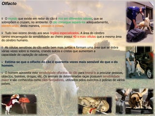 Olfacto


   O mundo que existe em redor do cão é rico em diferentes odores, que se
sobrepõem e cruzam, no ambiente. O cão consegue separá-los adequadamente,
identificando, desta maneira, pessoas e coisas.

  Tudo isso ocorre devido aos seus órgãos especializados. A área do cérebro
canino encarregada da sensibilidade ao cheiro possui 40 x mais células que a mesma área
do cérebro humano.

  As células sensitivas do cão estão bem mais juntas e formam uma área que se dobra
várias vezes sobre si mesma, criando sulcos e cristas que aumentam a
capacidade de captação de odores.

  Estima-se que o olfacto do cão é quarenta vezes mais sensível do que o do
homem.

  O homem aproveita esta sensibilidade olfactiva do cão para treiná-lo a procurar pessoas,
objectos, bombas, drogas, etc. Os animais de determinadas raças possuem sensibilidade
maior e são conhecidos como cães farejadores, utilizados pelos exércitos e polícias de vários
países.
 