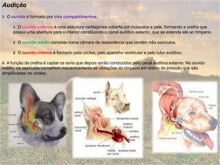 Audição
  O ouvido é formado por três compartimentos:

       O ouvido externo é uma estrutura cartilagínea coberta por músculos e pele, formando a orelha que
     possui uma abertura para o interior constituindo o canal auditivo externo, que se estende até ao tímpano.

        O ouvido médio consiste numa câmara de ressonância que contém três ossículos.

        O ouvido interno é formado pela cóclea, pelo aparelho vestibular e pelo tubo auditivo.

  A função da orelha é captar os sons que depois serão conduzidos pelo canal auditivo externo. No ouvido
médio, os ossículos convertem mecanicamente as vibrações do tímpano em ondas de pressão que são
amplificadas na cóclea.
 