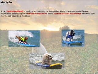 Audição


    No sistema vestibular, o vestíbulo, é uma componente especializada do ouvido interno que fornece
informações essenciais para o sentido de equilíbrio e para a coordenação dos movimentos da cabeça com
movimentos posturais e dos olhos.
 
