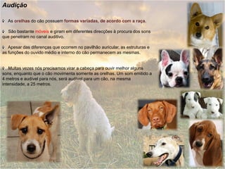 Audição

  As orelhas do cão possuem formas variadas, de acordo com a raça.

  São bastante móveis e giram em diferentes direcções à procura dos sons
que penetram no canal auditivo.

   Apesar das diferenças que ocorrem no pavilhão auricular, as estruturas e
as funções do ouvido médio e interno do cão permanecem as mesmas.


    Muitas vezes nós precisamos virar a cabeça para ouvir melhor alguns
sons, enquanto que o cão movimenta somente as orelhas. Um som emitido a
4 metros e audível para nós, será audível para um cão, na mesma
intensidade, a 25 metros.
 