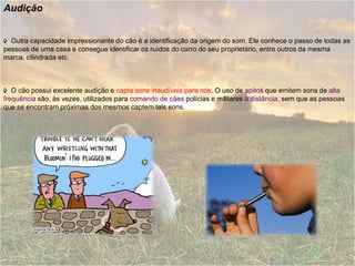 Audição


  Outra capacidade impressionante do cão é a identificação da origem do som. Ele conhece o passo de todas as
pessoas de uma casa e consegue identificar os ruídos do carro do seu proprietário, entre outros da mesma
marca, cilindrada etc.



   O cão possui excelente audição e capta sons inaudíveis para nós. O uso de apitos que emitem sons de alta
frequência são, às vezes, utilizados para comando de cães polícias e militares à distância, sem que as pessoas
que se encontram próximas dos mesmos captem tais sons.
 