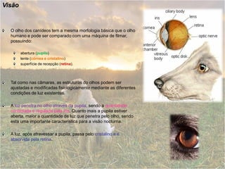 Visão


  O olho dos canídeos tem a mesma morfologia básica que o olho
  humano e pode ser comparado com uma máquina de filmar,
  possuindo:

        abertura (pupila)
        lente (córnea e cristalino)
        superfície de recepção (retina).




  Tal como nas câmaras, as estruturas do olhos podem ser
  ajustadas e modificadas fisiologicamente mediante as diferentes
  condições de luz existentes.

  A luz penetra no olho através da pupila, sendo a quantidade
  controlada e regulada pela íris. Quanto mais a pupila estiver
  aberta, maior a quantidade de luz que penetra pelo olho, sendo
  esta uma importante característica para a visão nocturna.

  A luz, após atravessar a pupila, passa pelo cristalino e é
  absorvida pela retina.
 