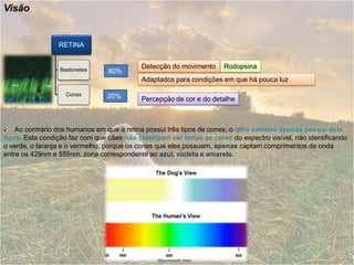 Visão


                 RETINA


                 Bastonetes
                                           Detecção do movimento     Rodopsina
                                80%
                                           Adaptados para condições em que há pouca luz

                   Cones        20%        Percepção de cor e do detalhe



    Ao contrário dos humanos em que a retina possui três tipos de cones, o olho canídeo apenas possui dois
tipos. Esta condição faz com que cães não consigam ver todas as cores do espectro visível, não identificando
o verde, o laranja e o vermelho, porque os cones que eles possuem, apenas captam comprimentos de onda
entre os 429nm e 555nm, zona correspondente ao azul, violeta e amarelo.
 