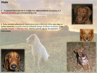 Visão

    A característica que torna a visão dos cães excelente no escuro, é o
tapetum lucidum que corresponde a uma camada de células altamente
reflectoras localizadas por trás dos foto-receptores.



   Esta camada reflectora é responsável pelo brilho nos olhos dos cães (e
outras espécies) quando uma luz brilhante atinge os olhos no escuro. Esta
camada amplia e reflecte a luz, mesmo quando ela for de pequena
intensidade.
 