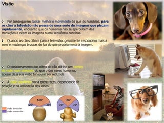 Visão


    Por conseguirem captar melhor o movimento do que os humanos, para
os cães a televisão não passa de uma série de imagens que piscam
rapidamente, enquanto que os humanos não se apercebem das
transições e vêem as imagens numa sequência contínua.

    Quando os cães olham para a televisão, geralmente respondem mais a
sons e mudanças bruscas de luz do que propriamente à imagem.




    O posicionamento dos olhos do cão dá-lhe um campo
de visão mais alargado do que o dos seres humanos,
apesar de a sua visão binocular ser reduzida.

    A visão periférica varia entre raças, dependendo da
posição e da inclinação dos olhos.
 