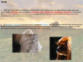 Tacto


   Além das terminações nervosas sensoriais existentes em todo o corpo, os cães possuem pêlos especiais,
denominados vibrissas, que se localizam acima dos olhos, debaixo da mandíbula e no focinho. Os vibrissas
são fortemente irrigados por vasos sanguíneos e possuem um elevado número de terminações nervosas,
conferindo-lhe uma sensibilidade especial.




    Os bigodes ou vibrissas funcionam como verdadeiras antenas. São elas as responsáveis pela manutenção da
distância, quase constante, do focinho do cão dos objectos cheirados. Quando o animal está a farejar um rasto,
ele mantém o focinho a uma pequena distância do chão, sem o tocar.
 