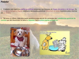 Paladar


    O paladar está ligado às papilas gustativas presentes nas mucosas da língua, do palato e da faringe. Os
nervos glossofaringeo e lingual, originados nas pupilas gustativas transmitem os sinais recebidos pelas mesmas
até ao cérebro.


   Tal como no olfacto, esta informação gustativa surge através da interacção das substâncias químicas da
comida que são dissolvidas na saliva e captadas depois pelas papilas gustativas.
 