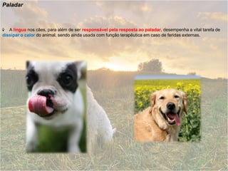 Paladar



   A língua nos cães, para além de ser responsável pela resposta ao paladar, desempenha a vital tarefa de
dissipar o calor do animal, sendo ainda usada com função terapêutica em caso de feridas externas.
 