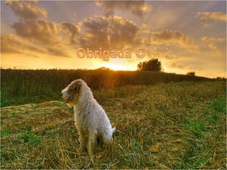 Os 5 sentidos do cão