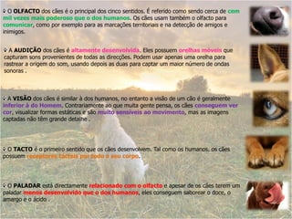 O OLFACTO dos cães é o principal dos cinco sentidos. É referido como sendo cerca de cem
mil vezes mais poderoso que o dos humanos. Os cães usam também o olfacto para
comunicar, como por exemplo para as marcações territoriais e na detecção de amigos e
inimigos.


  A AUDIÇÃO dos cães é altamente desenvolvida. Eles possuem orelhas móveis que
capturam sons provenientes de todas as direcções. Podem usar apenas uma orelha para
rastrear a origem do som, usando depois as duas para captar um maior número de ondas
sonoras .



  A VISÃO dos cães é similar à dos humanos, no entanto a visão de um cão é geralmente
inferior à do Homem. Contrariamente ao que muita gente pensa, os cães conseguem ver
cor, visualizar formas estáticas e são muito sensíveis ao movimento, mas as imagens
captadas não têm grande detalhe .




  O TACTO é o primeiro sentido que os cães desenvolvem. Tal como os humanos, os cães
possuem receptores tácteis por todo o seu corpo.




  O PALADAR está directamente relacionado com o olfacto e apesar de os cães terem um
paladar menos desenvolvido que o dos humanos, eles conseguem saborear o doce, o
amargo e o ácido .
 