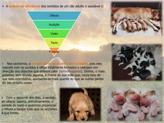 A ordem de eficiência dos sentidos de um cão adulto e saudável é:

                                  Olfacto


                                  Audição


                                   Visão


                                   Tacto


                                  Paladar



    Nos cachorros, a ordem varia de acordo com a idade, pois eles
nascem com os ouvidos e olhos totalmente fechados e rastejam em
direcção aos objectos que emitem calor (termotropismo). Destes, o mais
próximo, sem dúvida alguma, é mama de sua mãe que, nesta fase de
sua vida reprodutiva, apresenta-se mais quente do que as outras partes
do seu próprio corpo.



    Com o decorrer dos dias, o sentido
do olfacto supera, definitivamente, o
sentido do tacto e podemos presenciar
o filhote a farejar tudo que se encontra
à sua frente.
 