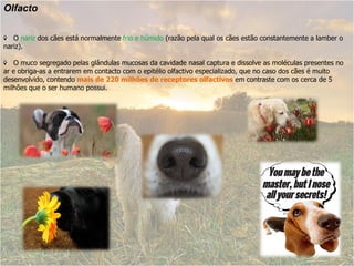 Olfacto

   O nariz dos cães está normalmente frio e húmido (razão pela qual os cães estão constantemente a lamber o
nariz).

    O muco segregado pelas glândulas mucosas da cavidade nasal captura e dissolve as moléculas presentes no
ar e obriga-as a entrarem em contacto com o epitélio olfactivo especializado, que no caso dos cães é muito
desenvolvido, contendo mais de 220 milhões de receptores olfactivos em contraste com os cerca de 5
milhões que o ser humano possui.
 