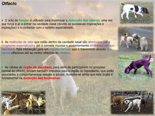Olfacto  O acto de farejaré utilizado para maximizar a detecção dos odores, uma vez que força o ar a entrar na cavidade nasal (devido as sucessivas inspirações e expirações) e a contactar com o epitélio especializado.   As moléculas de odor que estão dentro da cavidade nasal sãoabsorvidas pelos receptores especializadosaté à camada mucosa e posteriormente difundidos até aos neurónios. Esta interacção gera um impulso nervoso que é transmitido através dos nervos olfactivos até ao centro olfactivo do cérebro.  As células do órgão de Jacobson, para além de participarem no processo normal do olfacto, enviam também impulsos para a região do hipotálamo, que estão associados a comportamentos sexuais e sociais. Acredita-se ainda que este órgão é fundamental na detecção das feromonas .
