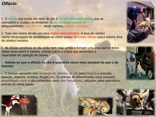 Olfacto  O mundo que existe em redor do cão é rico em diferentes odores, que sesobrepõem e cruzam, no ambiente. O cão consegue separá-los adequadamente, identificando, desta maneira, pessoas e coisas.   Tudo isso ocorre devido aos seus órgãos especializados. A área do cérebrocanino encarregada da sensibilidade ao cheiro possui 40 x mais células que a mesma área do cérebro humano.  As células sensitivas do cão estão bem mais juntas e formam uma área que se dobra várias vezes sobre si mesma, criando sulcos e cristas que aumentam acapacidade de captação de odores.   Estima-se que o olfacto do cão é quarenta vezes mais sensível do que o do homem.   O homem aproveita esta sensibilidade olfactiva do cão para treiná-lo a procurar pessoas, objectos, bombas, drogas, etc. Os animais de determinadas raças possuem sensibilidade maior e são conhecidos como cães farejadores, utilizados pelos exércitos e polícias de vários países.