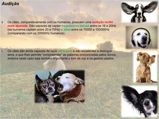 AudiçãoOs cães, comparativamente com os humanos, possuem uma audição muito mais apurada. São capazes de captar frequências baixas entre os 16 e 20Hz (os humanos captam entre 20 e 70Hz) e altas entre os 70000 a 100000Hz (comparando com os 20000Hz humanos). Os cães são ainda capazes de ouvir ultra-some são excelentes a distinguir sons, o que lhes permite “compreender” as palavras pronunciadas pelos donos, embora neste caso seja também importante o tom de voz e os gestos usados.