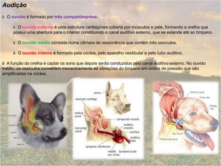 Audição  O ouvido é formado por três compartimentos:  O ouvido externoé uma estrutura cartilagínea coberta por músculos e pele, formando a orelha que possui uma abertura para o interior constituindo o canal auditivo externo, que se estende até ao tímpano.   O ouvido médio consiste numa câmara de ressonância que contém três ossículos.   O ouvido interno é formado pela cóclea, pelo aparelho vestibular e pelo tubo auditivo.   A função da orelha é captar os sons que depois serão conduzidos pelo canal auditivo externo. No ouvido médio, os ossículos convertem mecanicamente as vibrações do tímpano em ondas de pressão que são amplificadas na cóclea. 